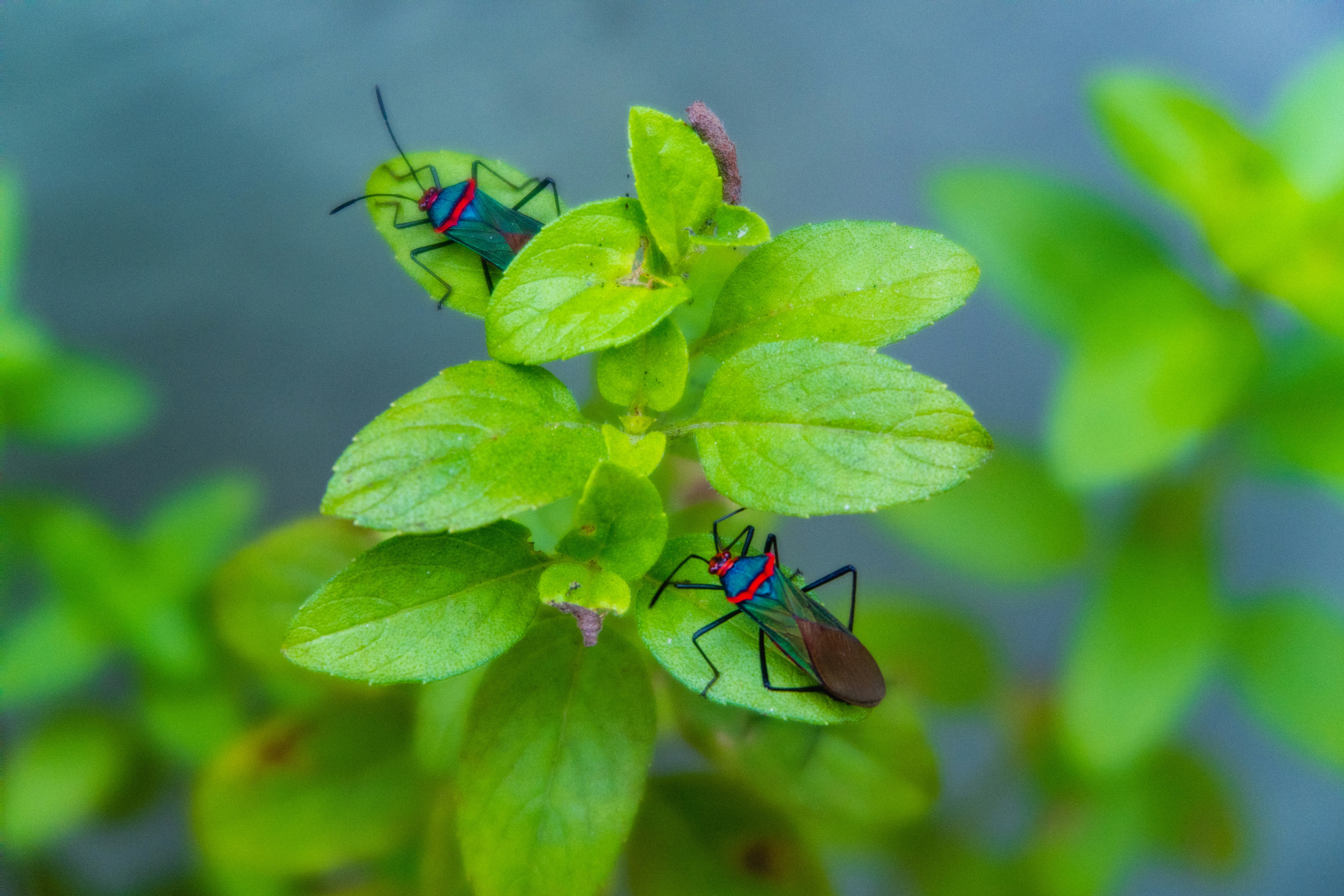 two green-brown-and-blue insects perching on green leaves in focus photography